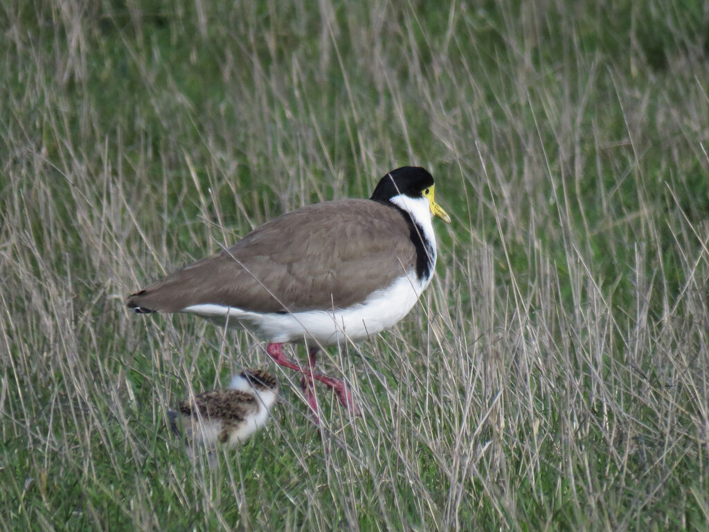 Masked Lapwing