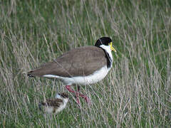 Masked Lapwing