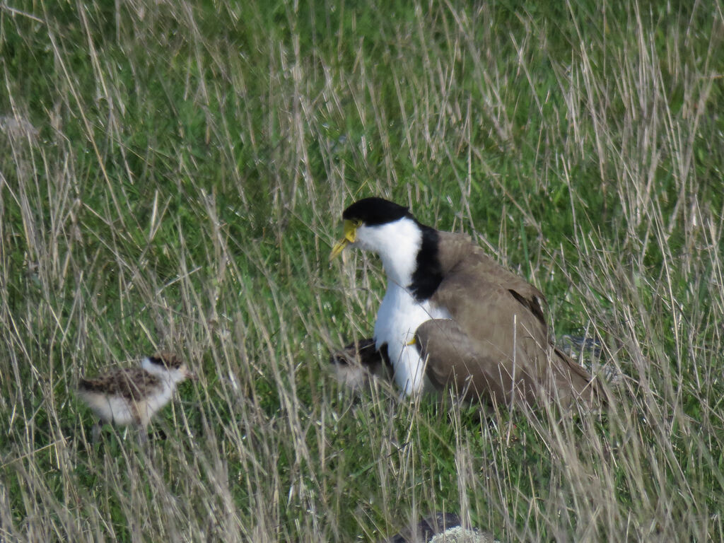 Masked Lapwing