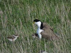 Masked Lapwing