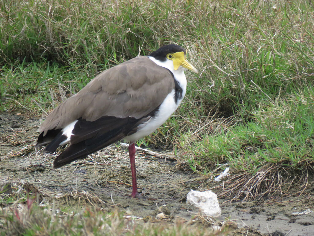 Masked Lapwing