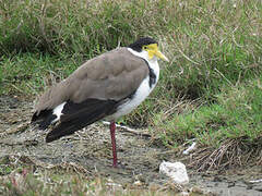 Masked Lapwing