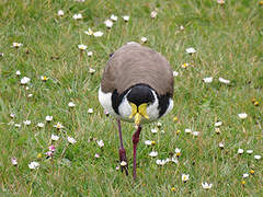 Masked Lapwing