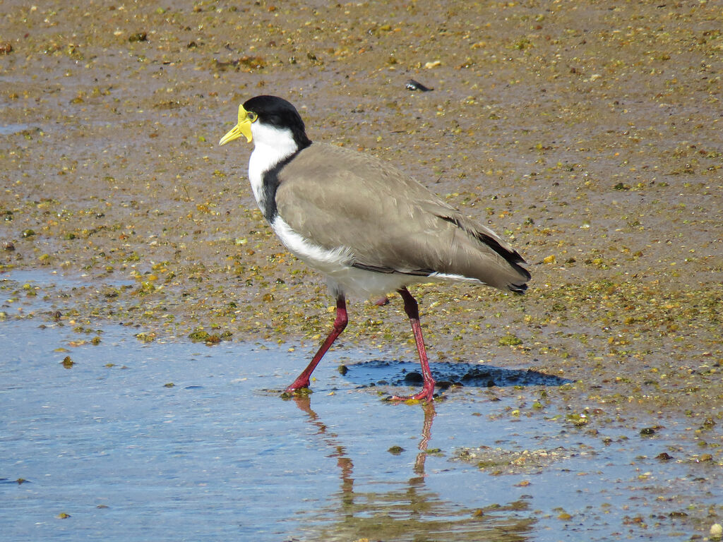 Masked Lapwing