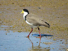 Masked Lapwing