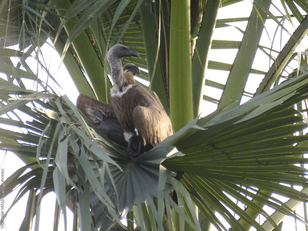 White-backed Vulture