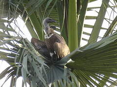 White-backed Vulture