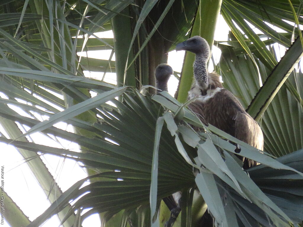 White-backed Vulture