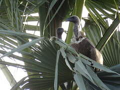 White-backed Vulture