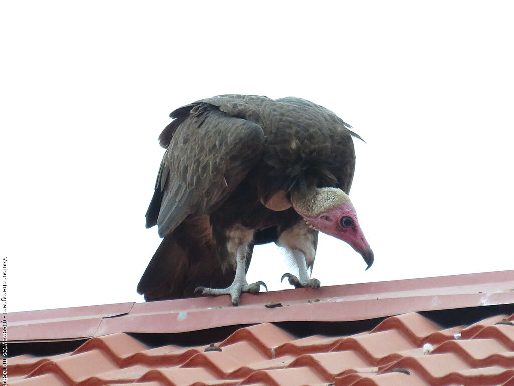 Vautour charognard