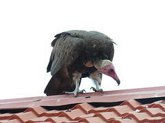 Hooded Vulture