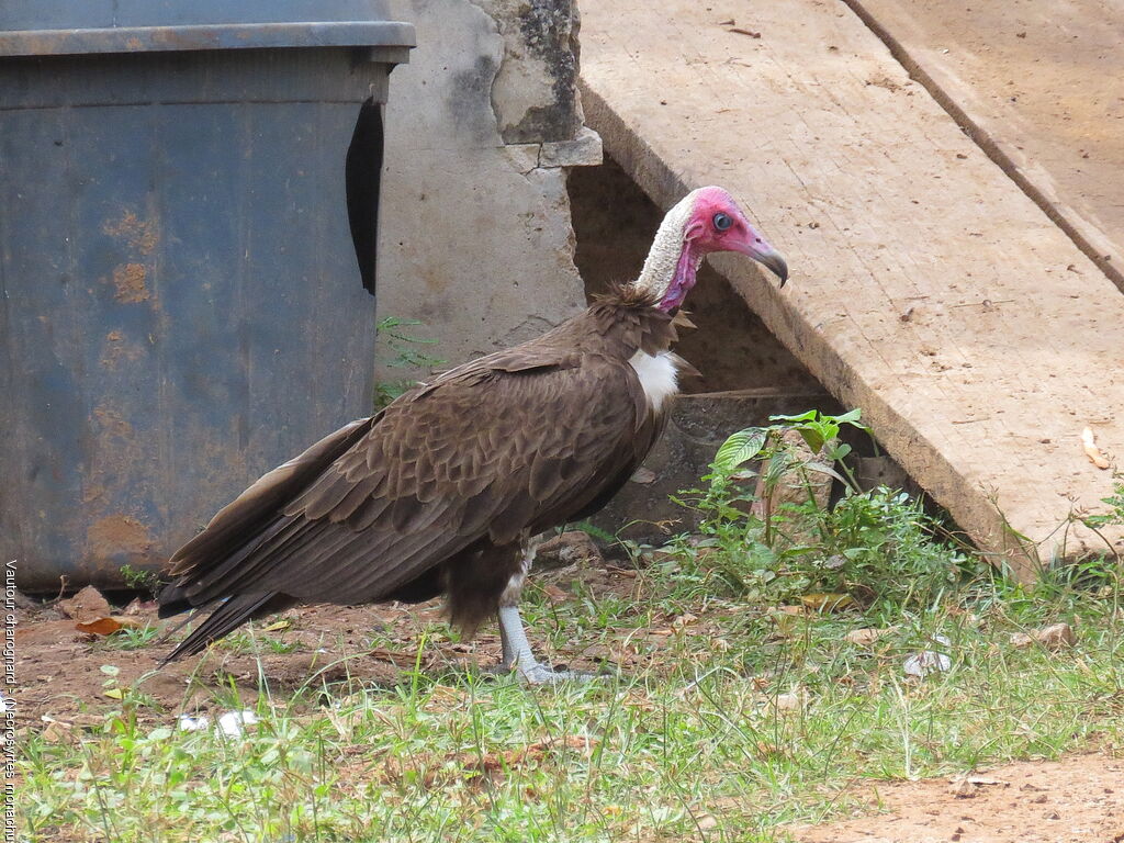 Hooded Vulture