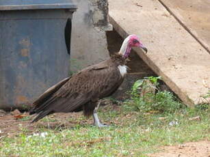 Vautour charognard