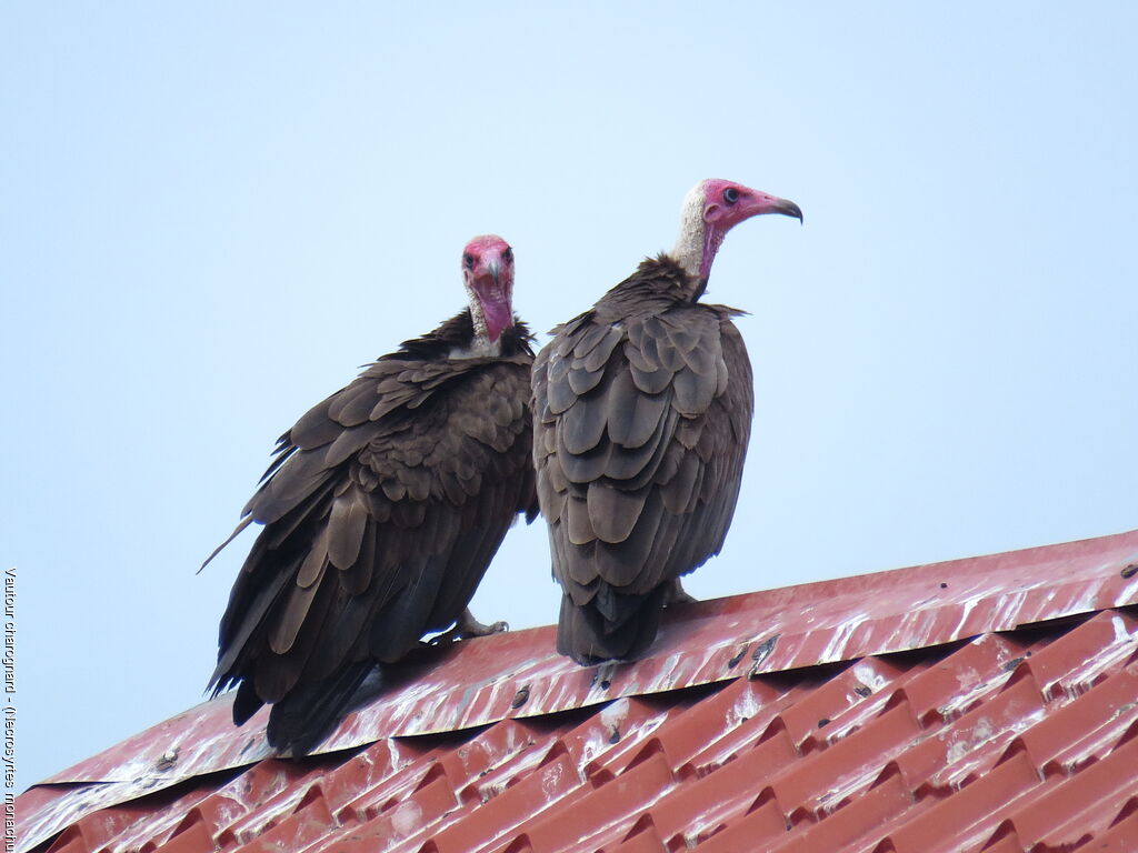 Hooded Vulture