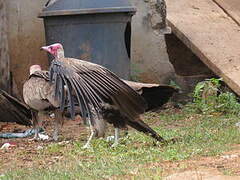 Hooded Vulture