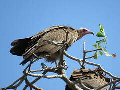 Hooded Vulture