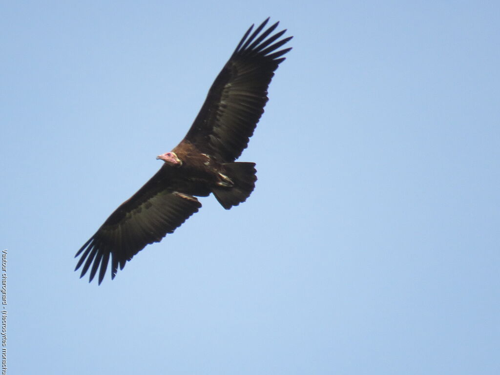 Vautour charognard