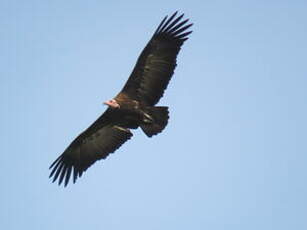 Vautour charognard