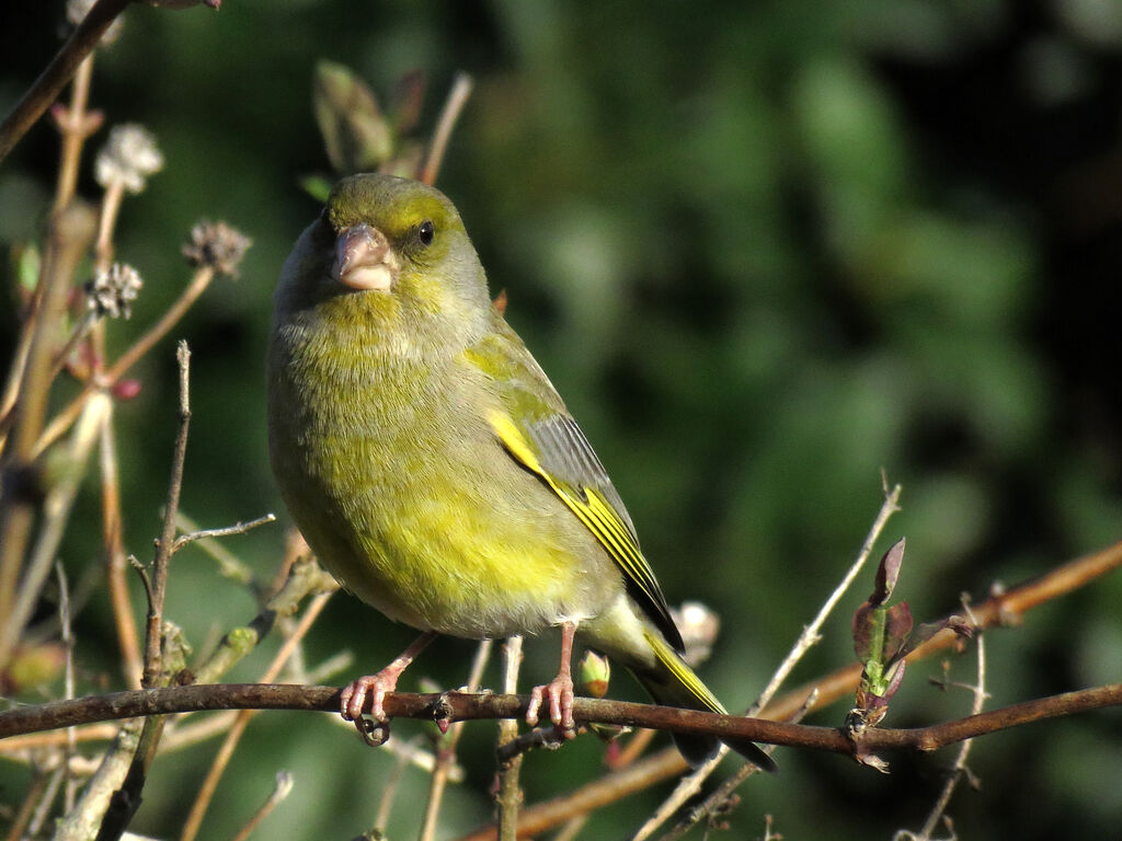 European Greenfinch