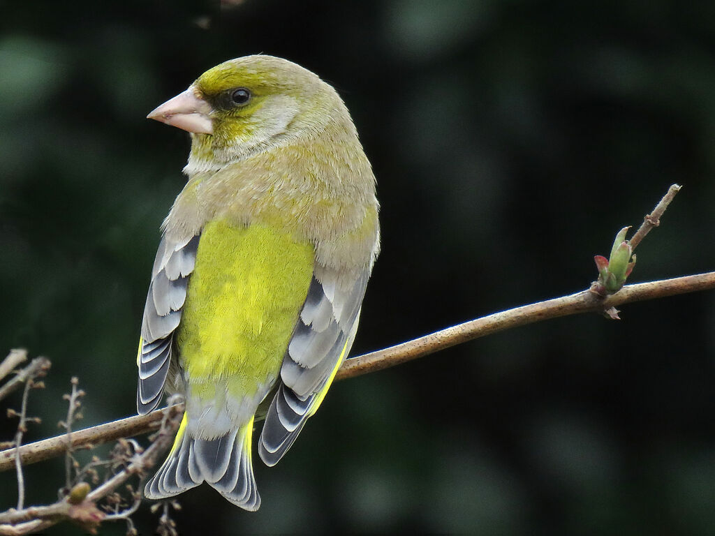 European Greenfinch