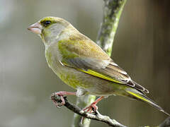 European Greenfinch