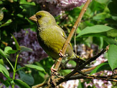 European Greenfinch