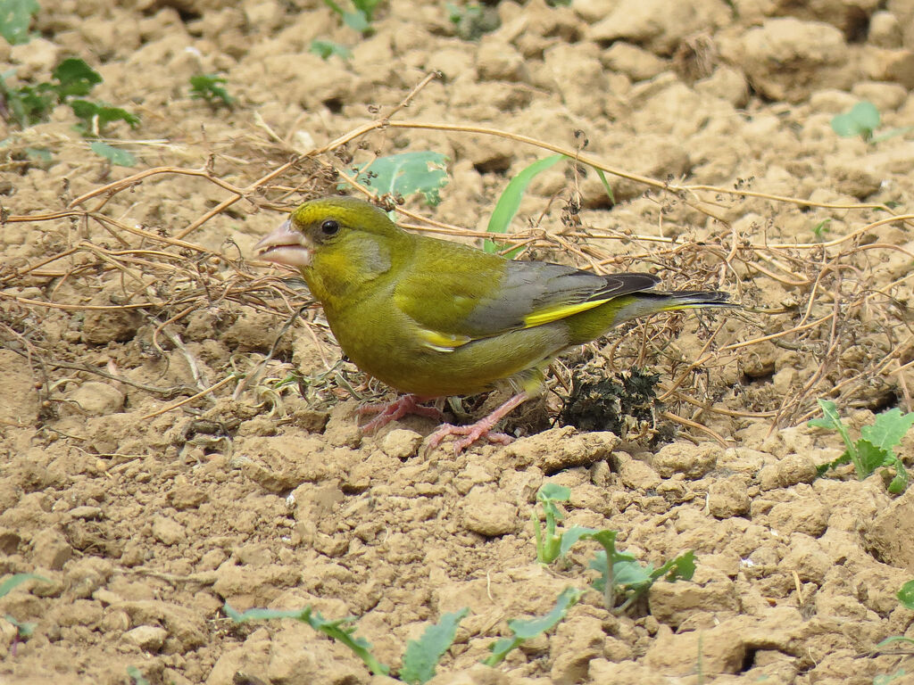 European Greenfinch