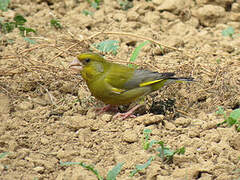 European Greenfinch