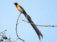 Exclamatory Paradise Whydah