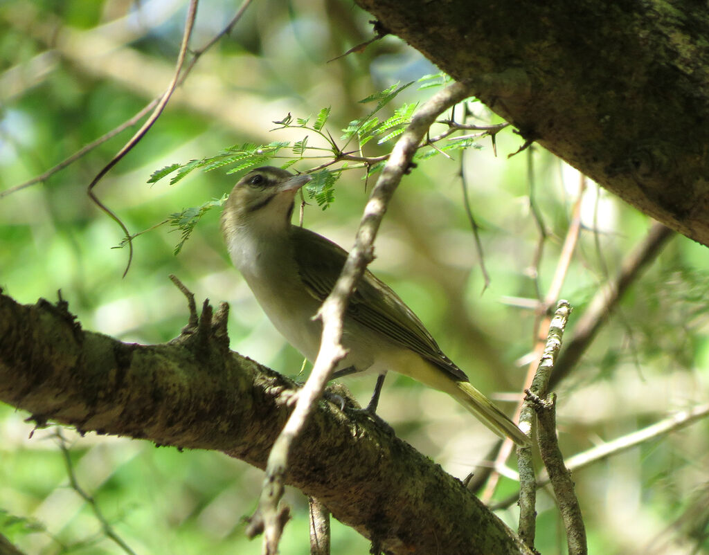 Black-whiskered Vireo