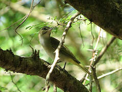 Black-whiskered Vireo