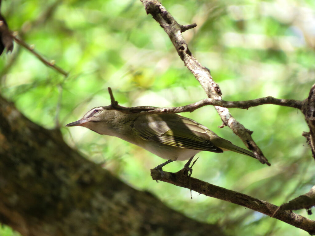 Black-whiskered Vireo