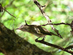 Black-whiskered Vireo