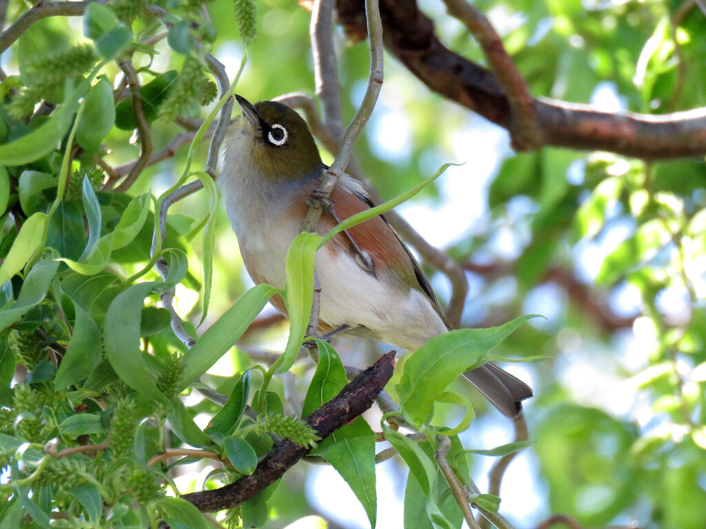 Silvereye