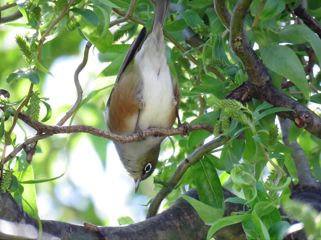 Silvereye