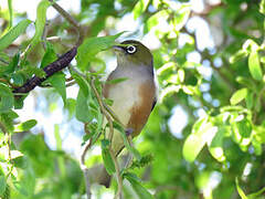 Silvereye