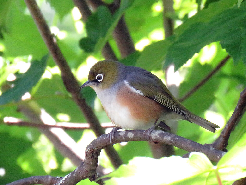 Zostérops à dos gris