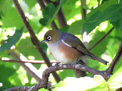 Silvereye