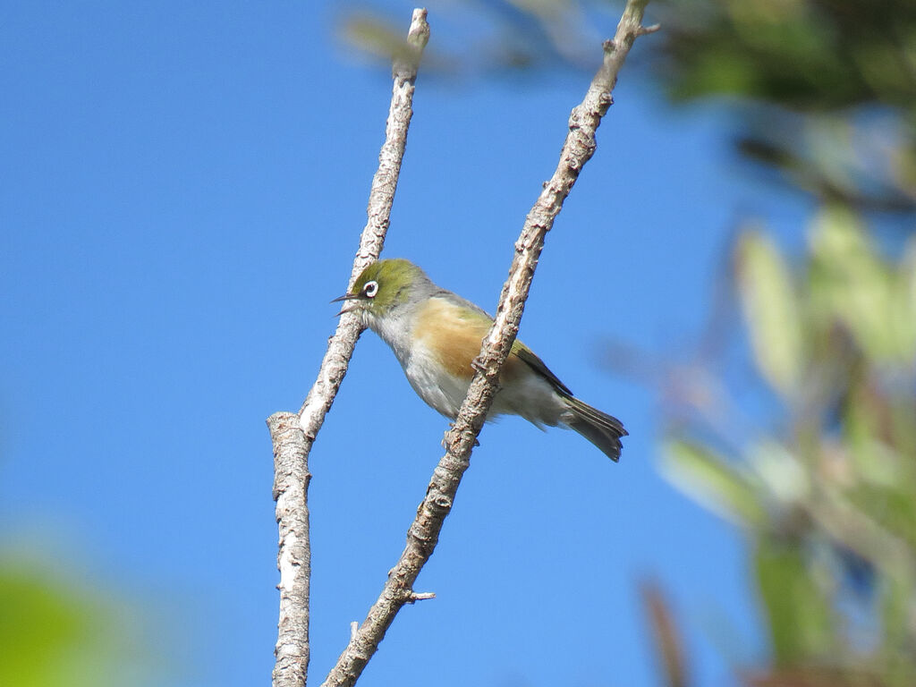 Zostérops à dos gris