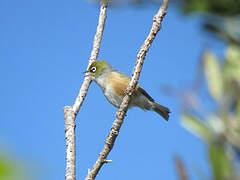 Silvereye