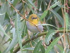 Swinhoe's White-eye