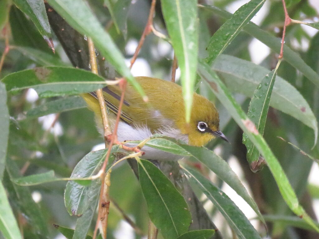 Swinhoe's White-eye