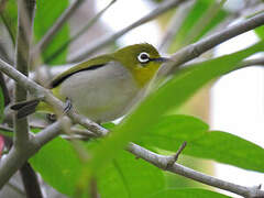 Swinhoe's White-eye