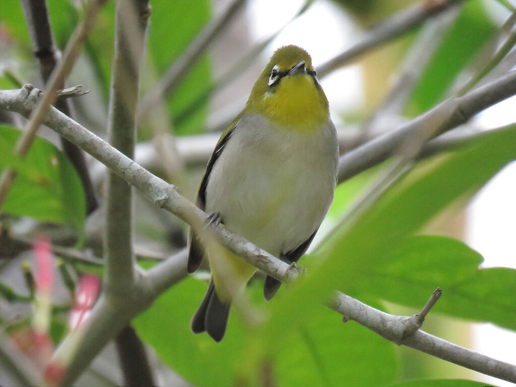 Swinhoe's White-eye