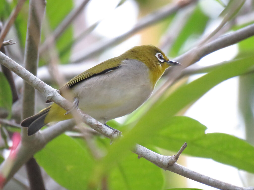 Swinhoe's White-eye