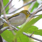 Zostérops de Swinhoe