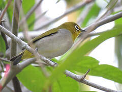 Swinhoe's White-eye