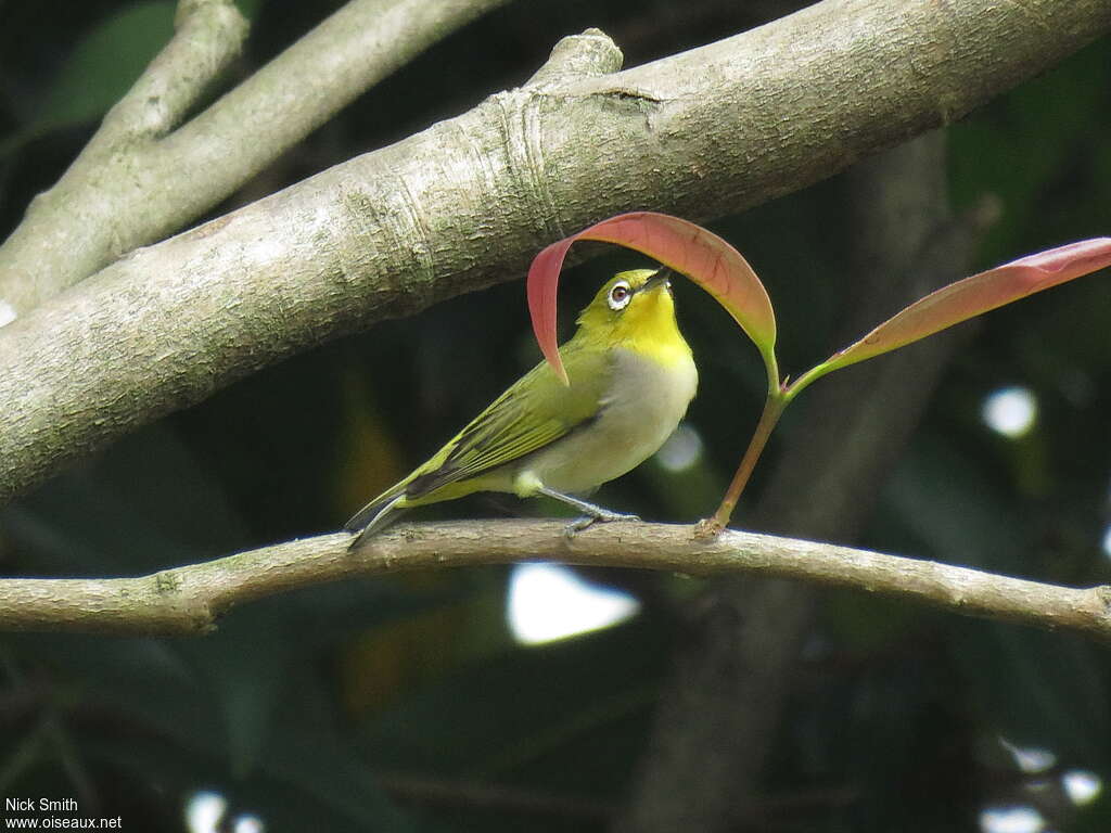 Zostérops de Swinhoeadulte, identification