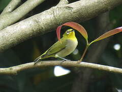 Swinhoe's White-eye