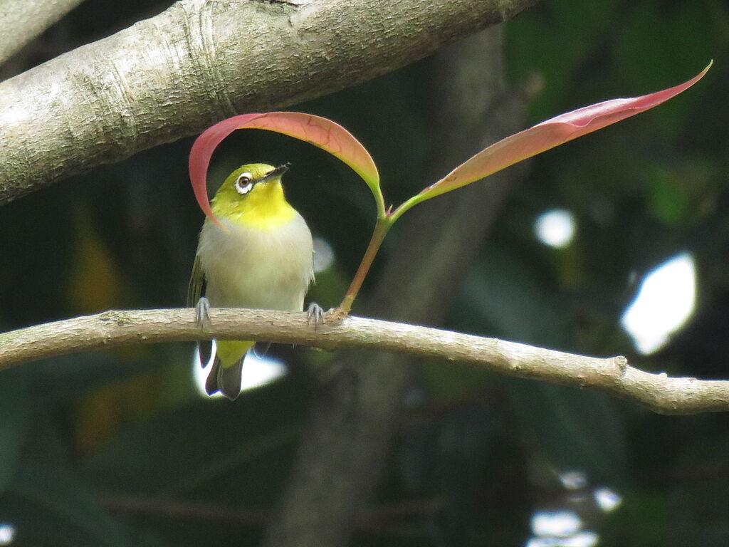 Swinhoe's White-eye